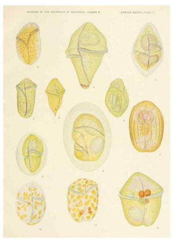 Reproducción/Reproduction 37565373356: The free-living unarmored dinoflagellata /. Berkeley, Calif.University of California Press1921. 