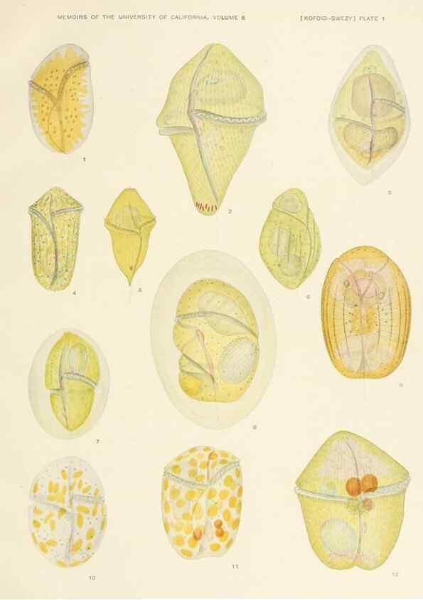 Reproducción/Reproduction 37565373356: The free-living unarmored dinoflagellata /. Berkeley, Calif.University of California Press1921. 