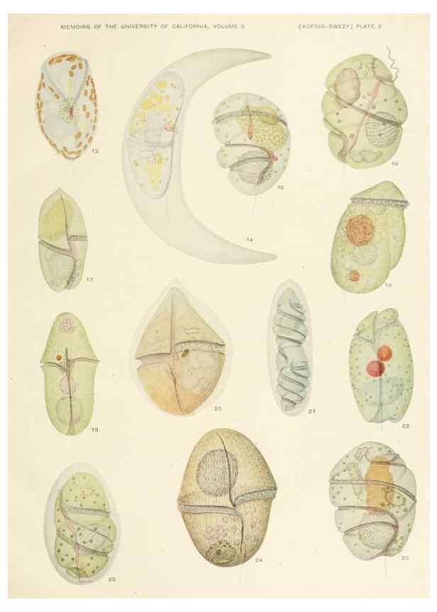 Reproducción/Reproduction 37565375536: The free-living unarmored dinoflagellata /. Berkeley, Calif.University of California Press1921. 