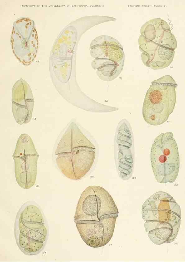 Reproducción/Reproduction 37565375536: The free-living unarmored dinoflagellata /. Berkeley, Calif.University of California Press1921. 