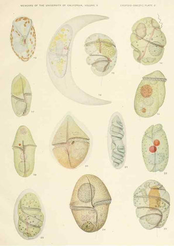 Reproducción/Reproduction 37565375536: The free-living unarmored dinoflagellata /. Berkeley, Calif.University of California Press1921. 