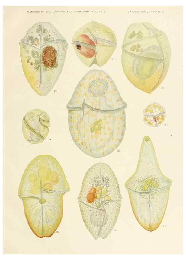 Reproducción/Reproduction 37565378006: The free-living unarmored dinoflagellata /. Berkeley, Calif.University of California Press1921. 