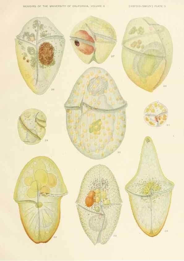 Reproducción/Reproduction 37565378006: The free-living unarmored dinoflagellata /. Berkeley, Calif.University of California Press1921. 