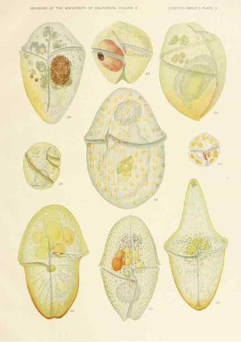 Reproducción/Reproduction 37565378006: The free-living unarmored dinoflagellata /. Berkeley, Calif.University of California Press1921. 