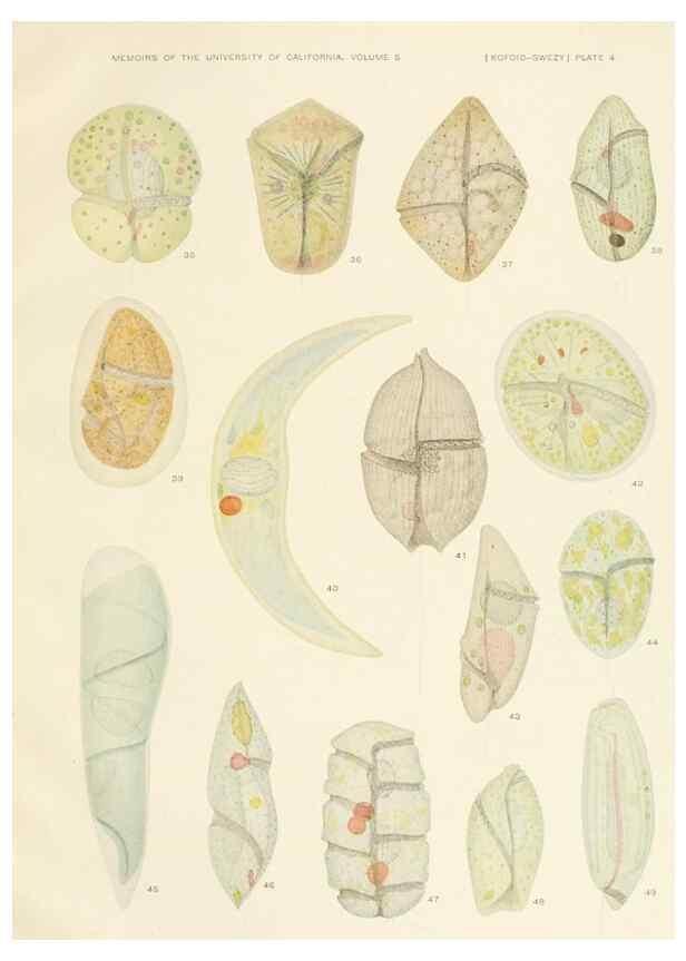 Reproducción/Reproduction 37565379896: The free-living unarmored dinoflagellata /. Berkeley, Calif.University of California Press1921. 
