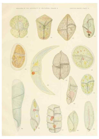 Reproducción/Reproduction 37565379896: The free-living unarmored dinoflagellata /. Berkeley, Calif.University of California Press1921. 