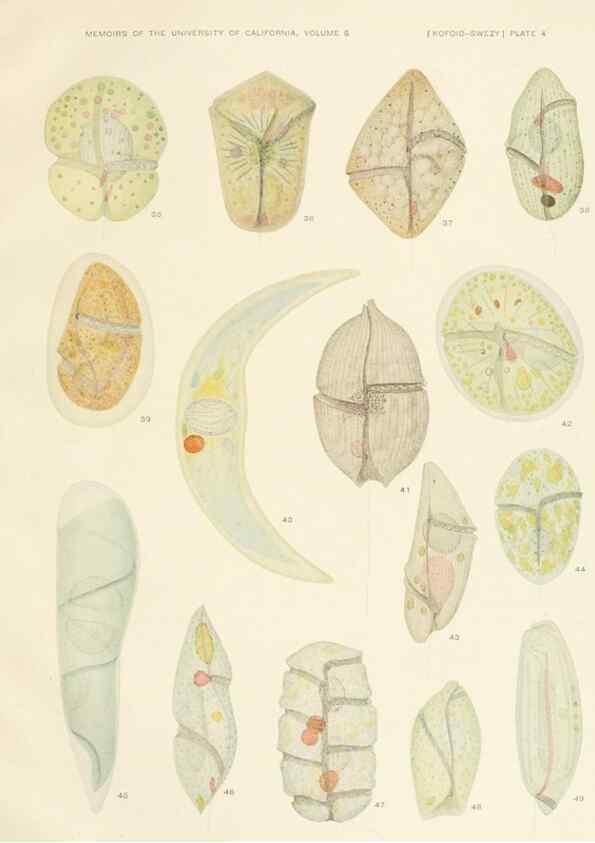 Reproducción/Reproduction 37565379896: The free-living unarmored dinoflagellata /. Berkeley, Calif.University of California Press1921. 