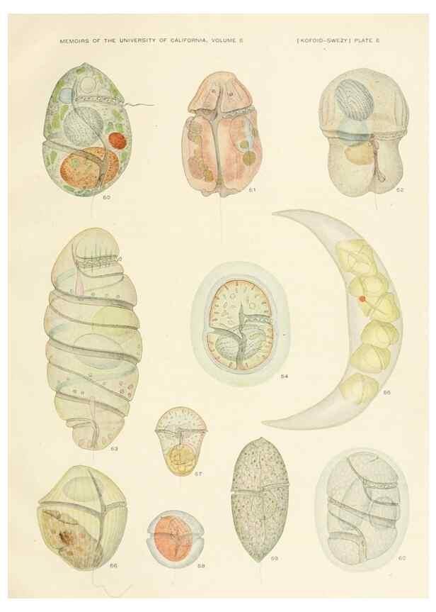 Reproducción/Reproduction 36903463674: The free-living unarmored dinoflagellata /. Berkeley, Calif.University of California Press1921. 