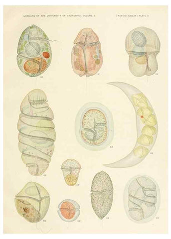 Reproducción/Reproduction 36903463674: The free-living unarmored dinoflagellata /. Berkeley, Calif.University of California Press1921. 