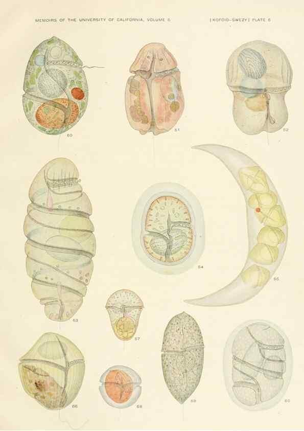 Reproducción/Reproduction 36903463674: The free-living unarmored dinoflagellata /. Berkeley, Calif.University of California Press1921. 