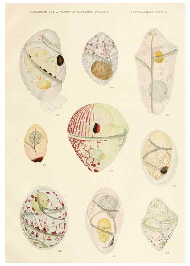 Reproducción/Reproduction 36903465454: The free-living unarmored dinoflagellata /. Berkeley, Calif.University of California Press1921. 