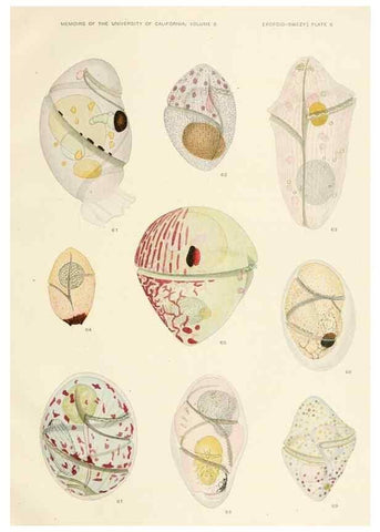 Reproducción/Reproduction 36903465454: The free-living unarmored dinoflagellata /. Berkeley, Calif.University of California Press1921. 