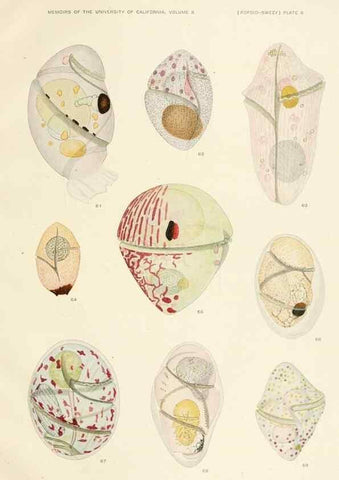 Reproducción/Reproduction 36903465454: The free-living unarmored dinoflagellata /. Berkeley, Calif.University of California Press1921. 