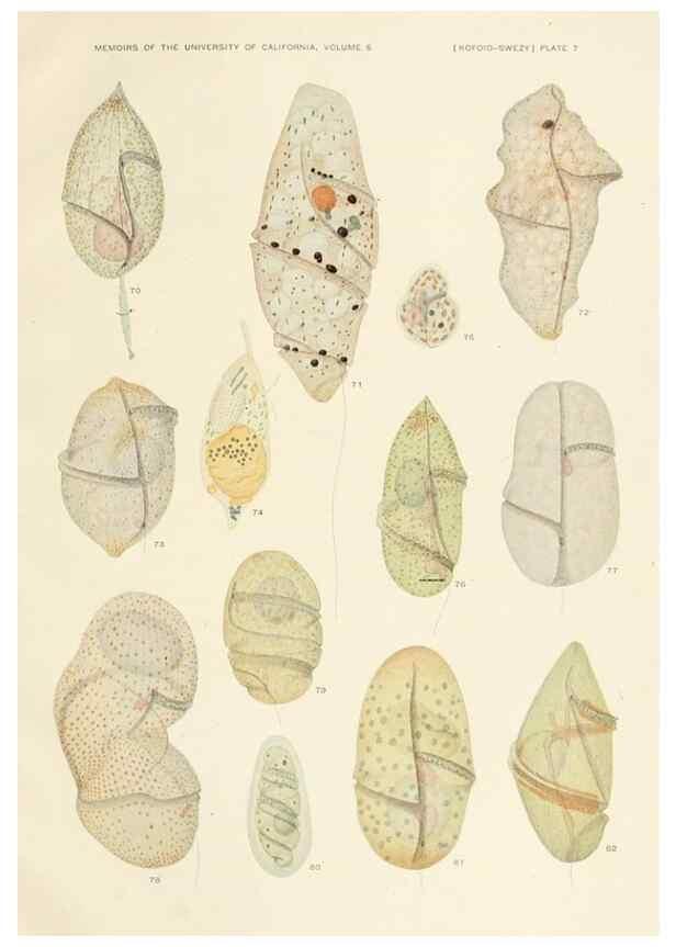 Reproducción/Reproduction 36943579763: The free-living unarmored dinoflagellata /. Berkeley, Calif.University of California Press1921. 