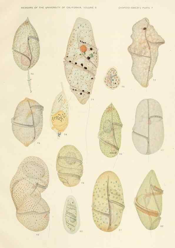 Reproducción/Reproduction 36943579763: The free-living unarmored dinoflagellata /. Berkeley, Calif.University of California Press1921. 