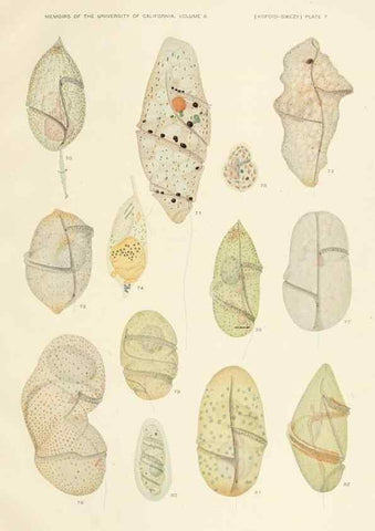 Reproducción/Reproduction 36943579763: The free-living unarmored dinoflagellata /. Berkeley, Calif.University of California Press1921. 