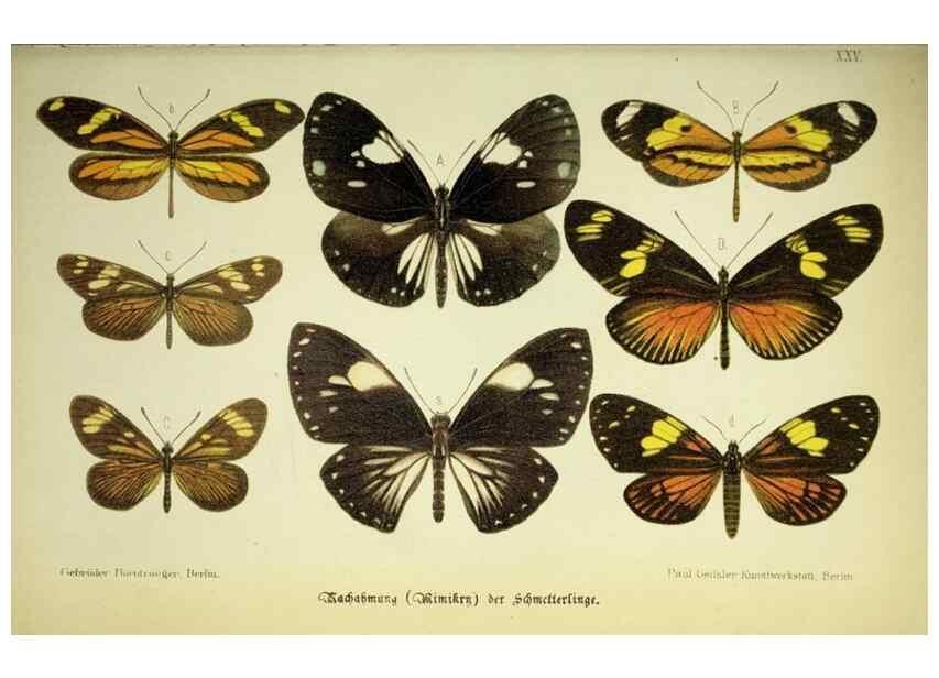 Reproducción/Reproduction 36561149543: Werden und vergehen.. Berlin :Gebrüder Borntraeger,1886.