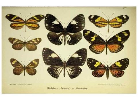 Reproducción/Reproduction 36561149543: Werden und vergehen.. Berlin :Gebrüder Borntraeger,1886.