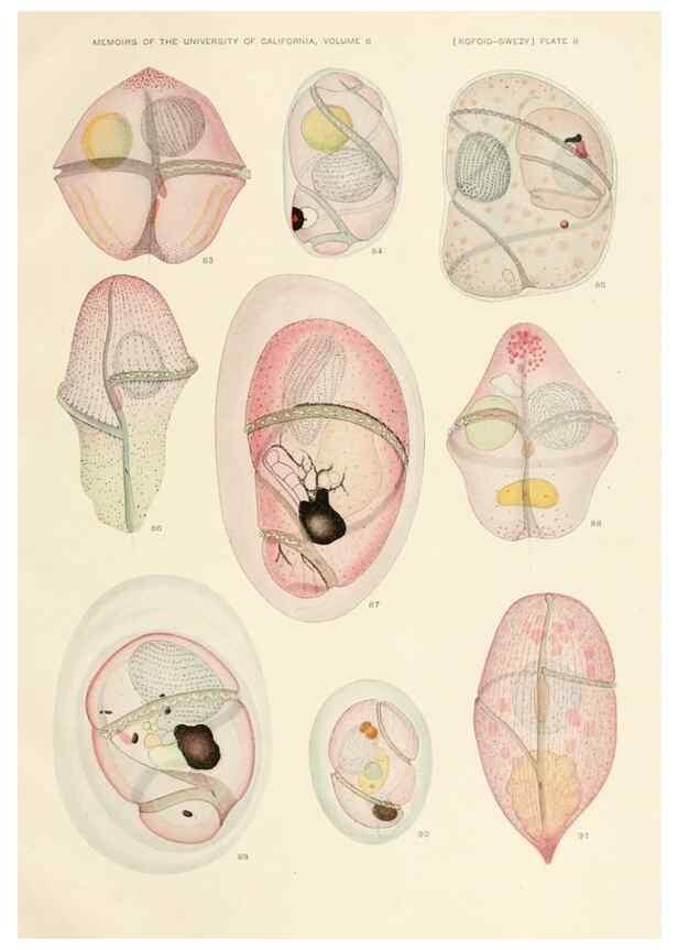 Reproducción/Reproduction 36943580753: The free-living unarmored dinoflagellata /. Berkeley, Calif.University of California Press1921. 
