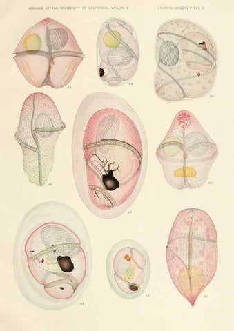 Reproducción/Reproduction 36943580753: The free-living unarmored dinoflagellata /. Berkeley, Calif.University of California Press1921. 