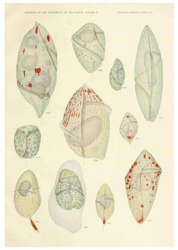 Reproducción/Reproduction 36903469234: The free-living unarmored dinoflagellata /. Berkeley, Calif.University of California Press1921. 