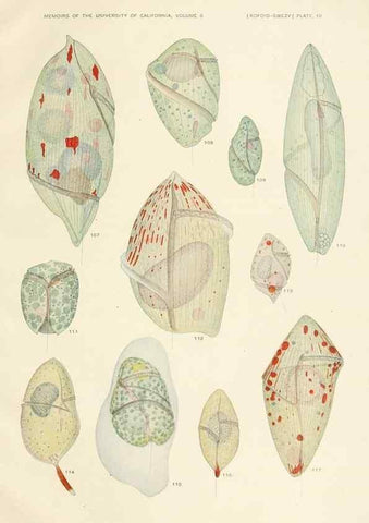 Reproducción/Reproduction 36903469234: The free-living unarmored dinoflagellata /. Berkeley, Calif.University of California Press1921. 