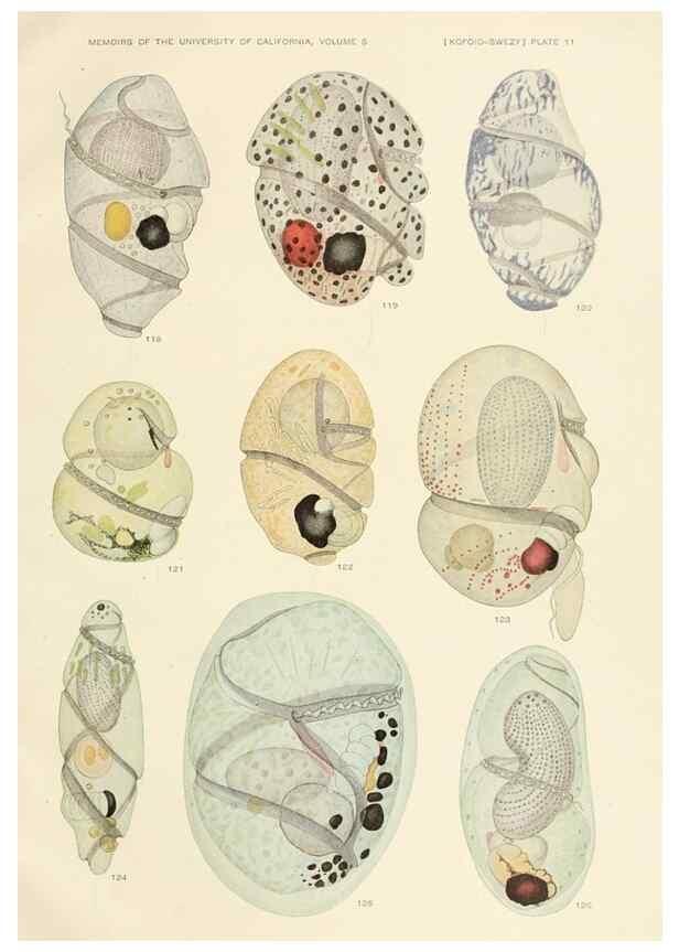 Reproducción/Reproduction 36903470324: The free-living unarmored dinoflagellata /. Berkeley, Calif.University of California Press1921. 