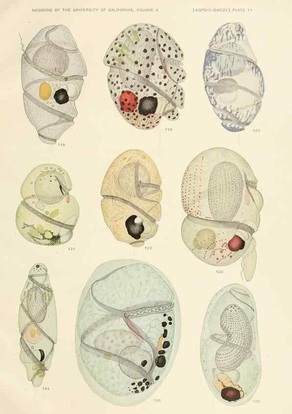 Reproducción/Reproduction 36903470324: The free-living unarmored dinoflagellata /. Berkeley, Calif.University of California Press1921. 