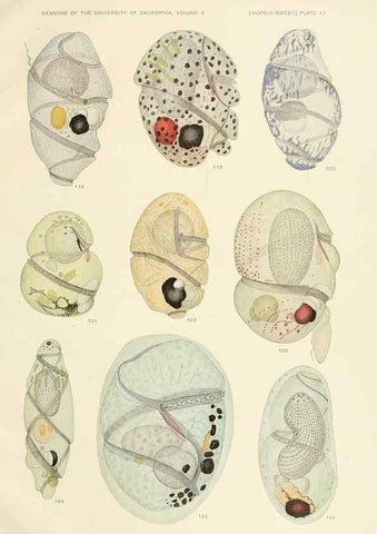 Reproducción/Reproduction 36903470324: The free-living unarmored dinoflagellata /. Berkeley, Calif.University of California Press1921. 