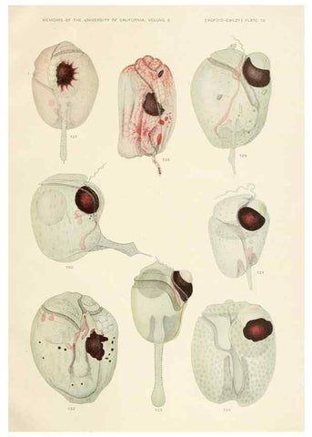 Reproducción/Reproduction 36903471724: The free-living unarmored dinoflagellata /. Berkeley, Calif.University of California Press1921. 