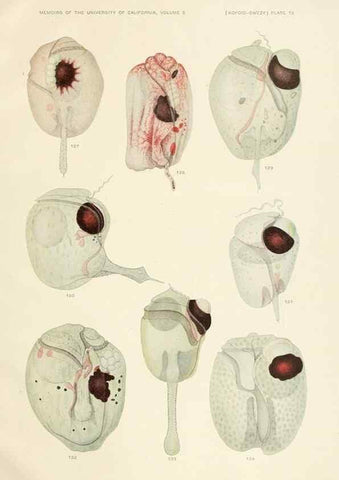 Reproducción/Reproduction 36903471724: The free-living unarmored dinoflagellata /. Berkeley, Calif.University of California Press1921. 