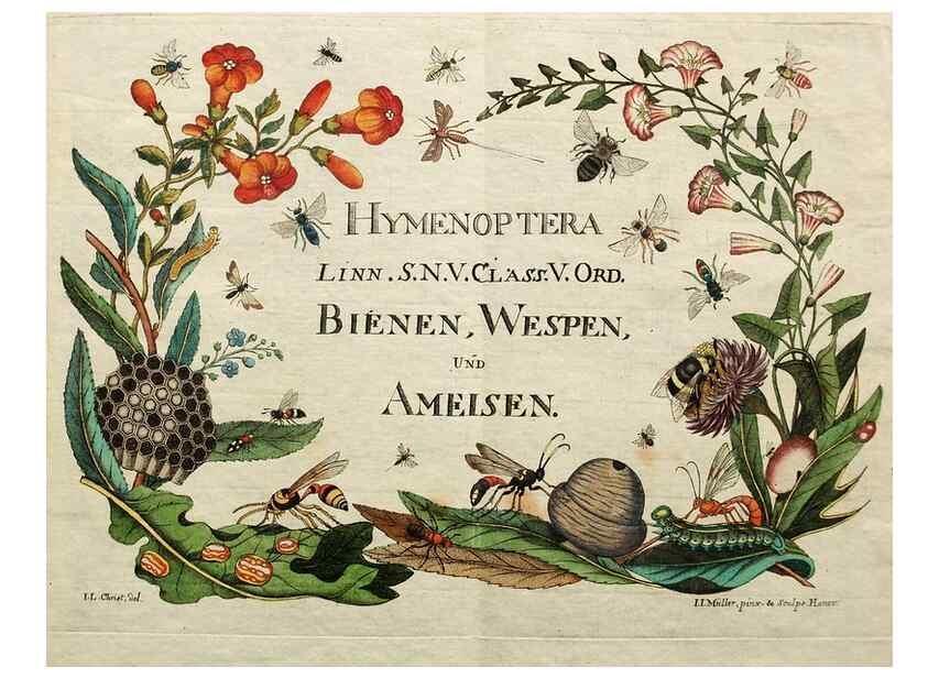 Reproducción/Reproduction 37570372066: Naturgeschichte, Klassification und Nomenclatur der Insekten vom Bienen, Wespen und Ameisengeschlecht :. Frankfurt am Main :in der Hermannischen Buchhandlung,1791.. 