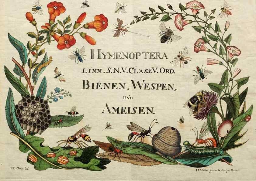 Reproducción/Reproduction 37570372066: Naturgeschichte, Klassification und Nomenclatur der Insekten vom Bienen, Wespen und Ameisengeschlecht :. Frankfurt am Main :in der Hermannischen Buchhandlung,1791.. 