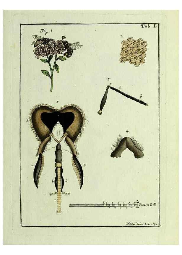 Reproducción/Reproduction 23765998778: Naturgeschichte, Klassification und Nomenclatur der Insekten vom Bienen, Wespen und Ameisengeschlecht :. Frankfurt am Main :in der Hermannischen Buchhandlung,1791.. 