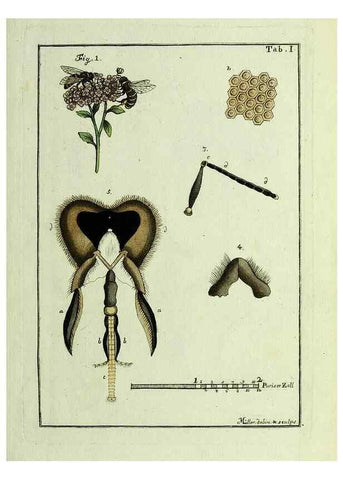 Reproducción/Reproduction 23765998778: Naturgeschichte, Klassification und Nomenclatur der Insekten vom Bienen, Wespen und Ameisengeschlecht :. Frankfurt am Main :in der Hermannischen Buchhandlung,1791.. 