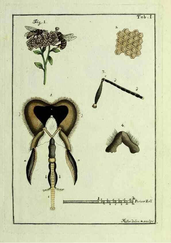 Reproducción/Reproduction 23765998778: Naturgeschichte, Klassification und Nomenclatur der Insekten vom Bienen, Wespen und Ameisengeschlecht :. Frankfurt am Main :in der Hermannischen Buchhandlung,1791.. 