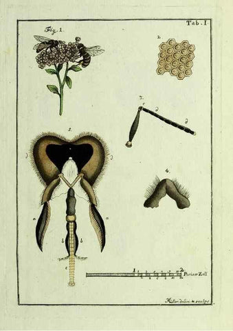 Reproducción/Reproduction 23765998778: Naturgeschichte, Klassification und Nomenclatur der Insekten vom Bienen, Wespen und Ameisengeschlecht :. Frankfurt am Main :in der Hermannischen Buchhandlung,1791.. 