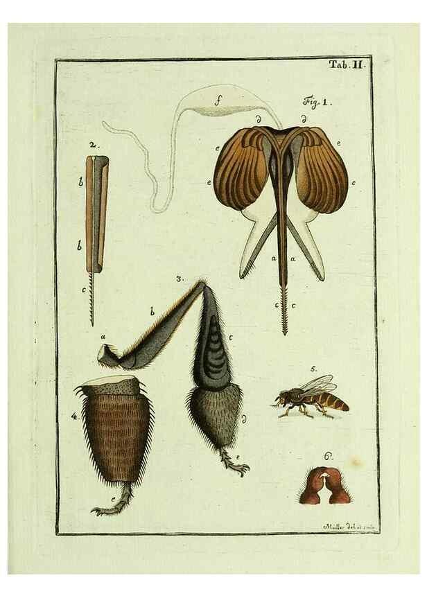 Reproducción/Reproduction 23765999938: Naturgeschichte, Klassification und Nomenclatur der Insekten vom Bienen, Wespen und Ameisengeschlecht :. Frankfurt am Main :in der Hermannischen Buchhandlung,1791.. 