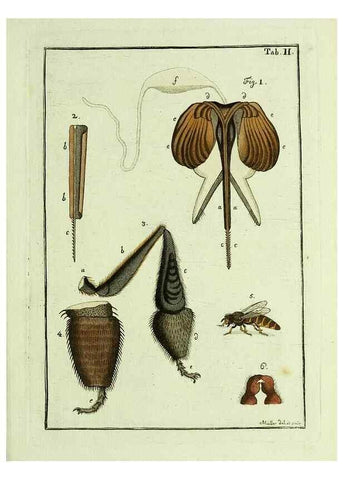 Reproducción/Reproduction 23765999938: Naturgeschichte, Klassification und Nomenclatur der Insekten vom Bienen, Wespen und Ameisengeschlecht :. Frankfurt am Main :in der Hermannischen Buchhandlung,1791.. 