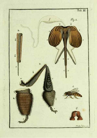 Reproducción/Reproduction 23765999938: Naturgeschichte, Klassification und Nomenclatur der Insekten vom Bienen, Wespen und Ameisengeschlecht :. Frankfurt am Main :in der Hermannischen Buchhandlung,1791.. 