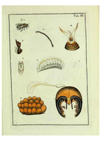 Reproducción/Reproduction 37570377456: Naturgeschichte, Klassification und Nomenclatur der Insekten vom Bienen, Wespen und Ameisengeschlecht :. Frankfurt am Main :in der Hermannischen Buchhandlung,1791.. 