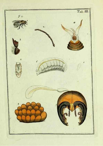 Reproducción/Reproduction 37570377456: Naturgeschichte, Klassification und Nomenclatur der Insekten vom Bienen, Wespen und Ameisengeschlecht :. Frankfurt am Main :in der Hermannischen Buchhandlung,1791.. 