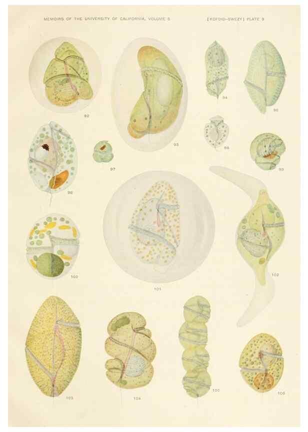 Reproducción/Reproduction 36943581713: The free-living unarmored dinoflagellata /. Berkeley, Calif.University of California Press1921. 