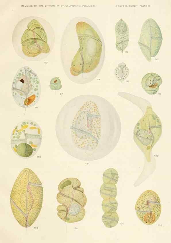 Reproducción/Reproduction 36943581713: The free-living unarmored dinoflagellata /. Berkeley, Calif.University of California Press1921. 