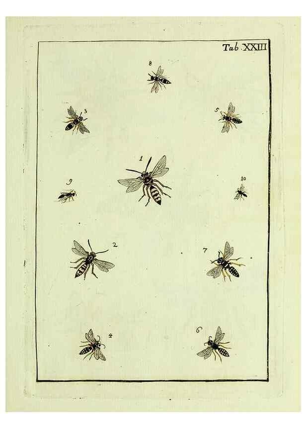 Reproducción/Reproduction 37570401856: Naturgeschichte, Klassification und Nomenclatur der Insekten vom Bienen, Wespen und Ameisengeschlecht :. Frankfurt am Main :in der Hermannischen Buchhandlung,1791.. 