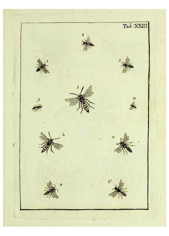 Reproducción/Reproduction 37570401856: Naturgeschichte, Klassification und Nomenclatur der Insekten vom Bienen, Wespen und Ameisengeschlecht :. Frankfurt am Main :in der Hermannischen Buchhandlung,1791.. 