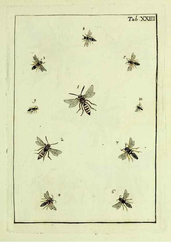 Reproducción/Reproduction 37570401856: Naturgeschichte, Klassification und Nomenclatur der Insekten vom Bienen, Wespen und Ameisengeschlecht :. Frankfurt am Main :in der Hermannischen Buchhandlung,1791.. 