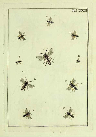 Reproducción/Reproduction 37570401856: Naturgeschichte, Klassification und Nomenclatur der Insekten vom Bienen, Wespen und Ameisengeschlecht :. Frankfurt am Main :in der Hermannischen Buchhandlung,1791.. 