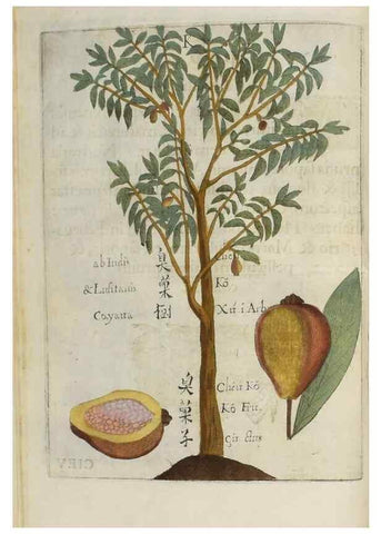 Reproducción/Reproduction 37038534492: Flora sinensis,. Viennae, Austriae,Typis M. Rictij,1656.
