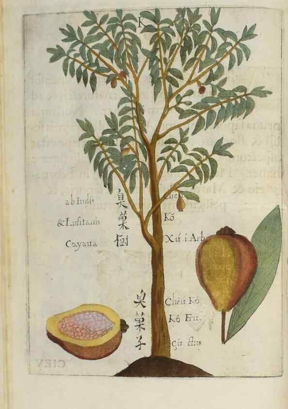 Reproducción/Reproduction 37038534492: Flora sinensis,. Viennae, Austriae,Typis M. Rictij,1656.